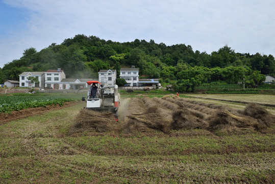 機械收獲油菜