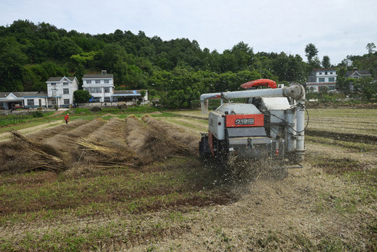 機(jī)械收獲油菜