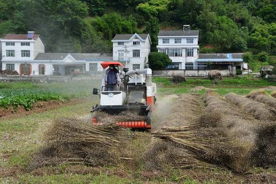 機械收獲油菜
