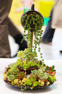 多肉植物