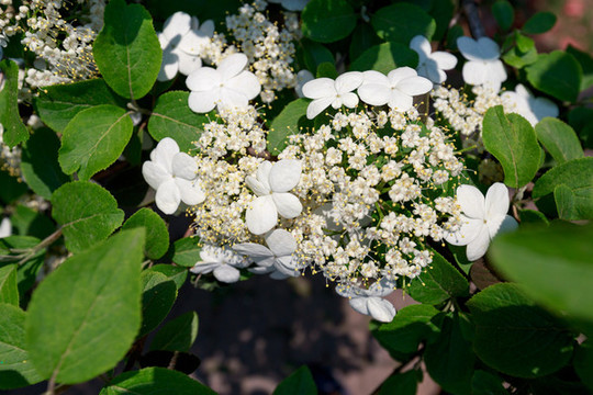 瓊花