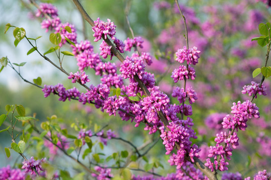 紫荊