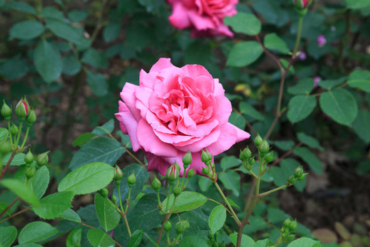 月季花