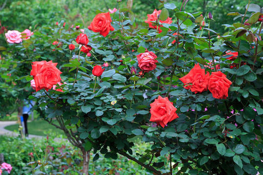 月季花