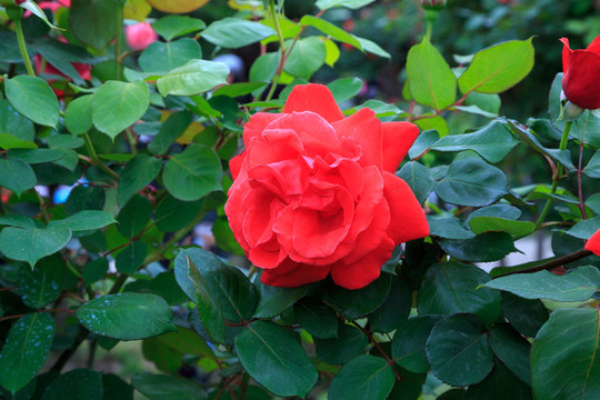 月季花