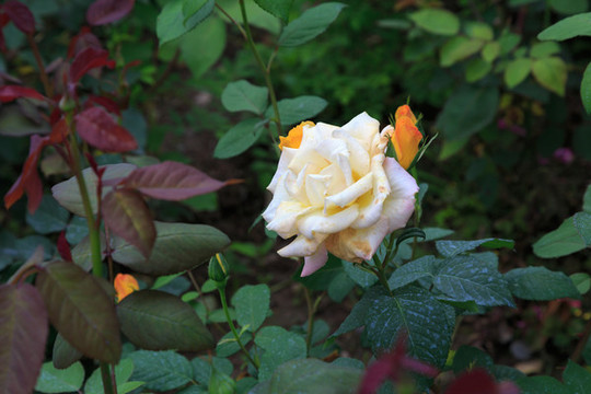 月季花