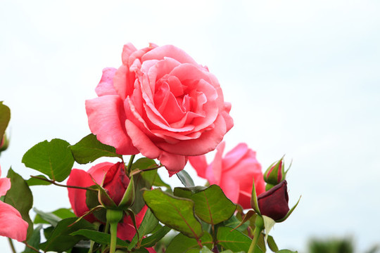 月季花