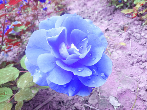 月季花