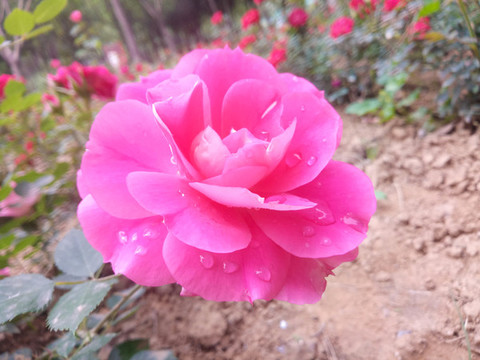 月季花