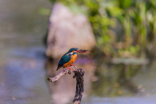 翠鳥捉魚