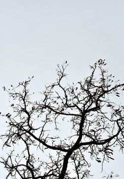樹枝