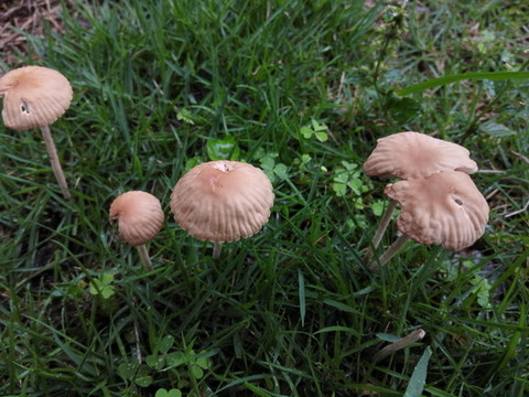 野生蘑菇