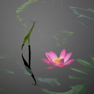 夢(mèng)幻荷花