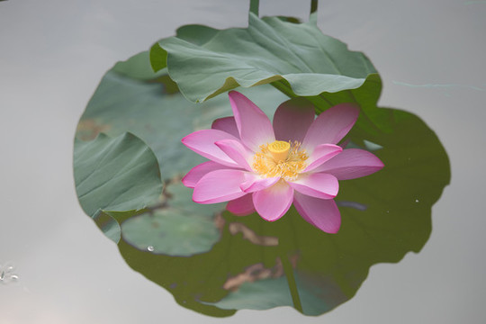 夢(mèng)幻荷花
