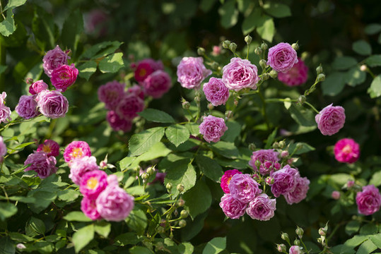 薔薇花