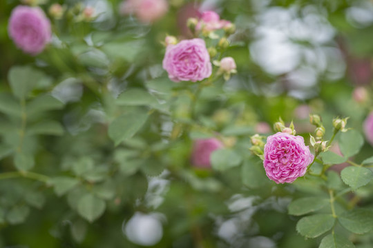薔薇花
