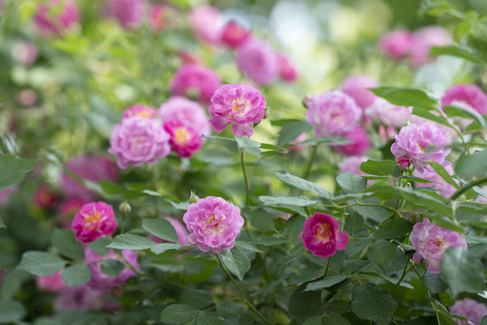 薔薇花