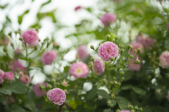 薔薇花