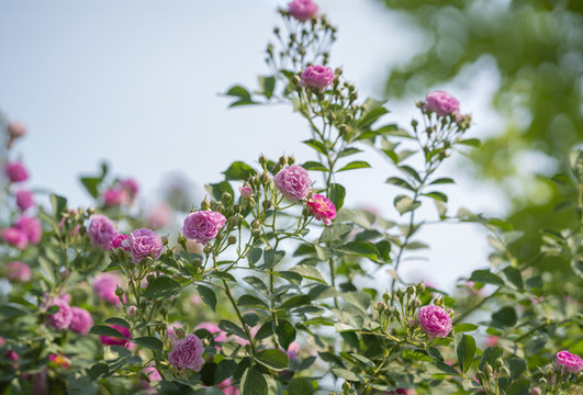 薔薇花