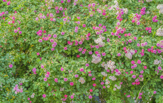 薔薇花墻