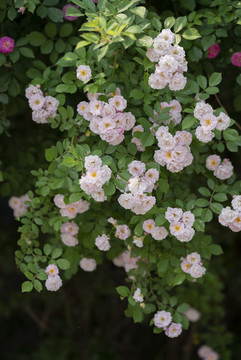 薔薇花
