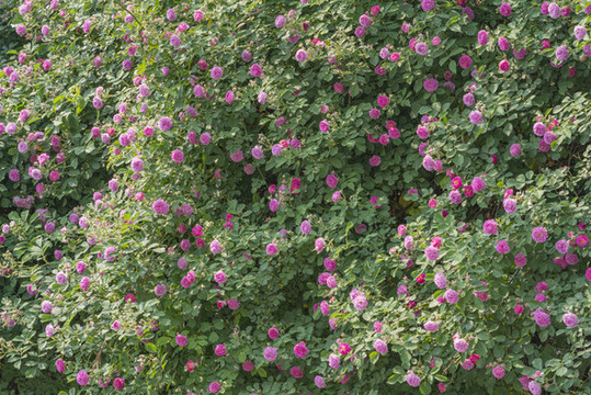薔薇花墻