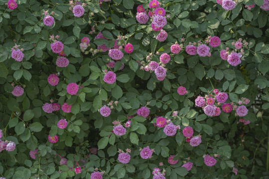 薔薇花墻