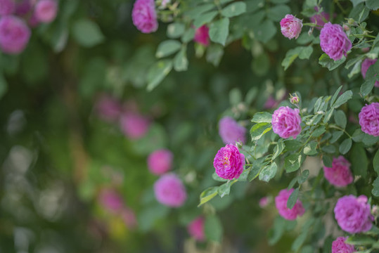 薔薇花