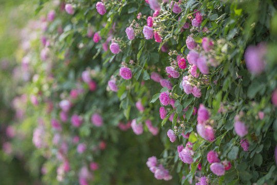 薔薇花