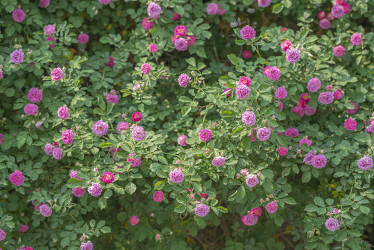 薔薇花