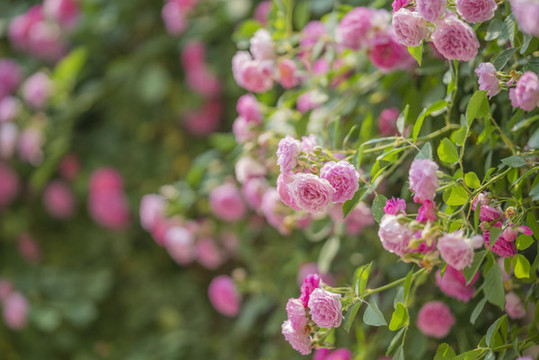 薔薇花
