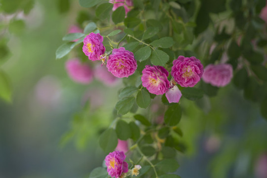 薔薇花