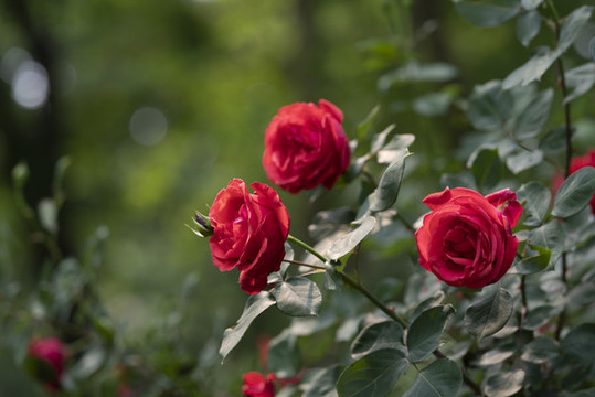 月季花