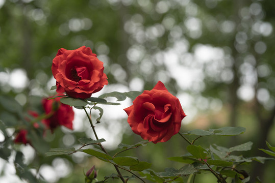 月季花