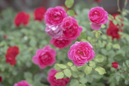 月季花