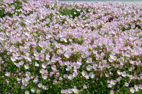 月見草