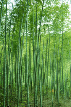 綠竹林