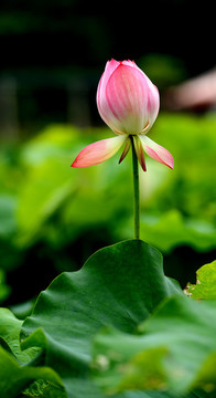 花蕾