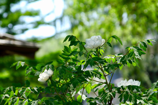 牡丹花