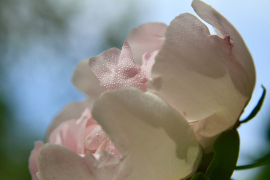 牡丹花