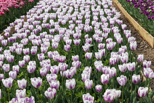 郁金香花海
