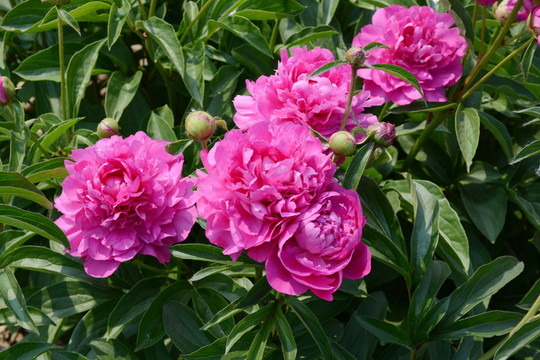 芍藥