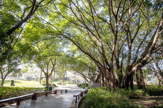 公園小道