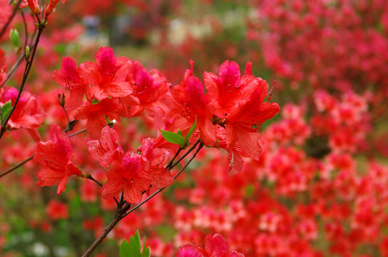 火紅山杜鵑