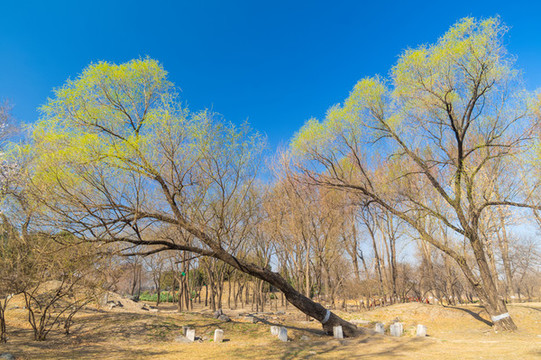 北京頤和園圓明園春季迷人風(fēng)光