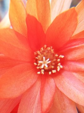 仙人指花