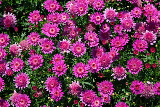 非洲菊