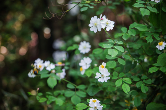 帶刺的小白花