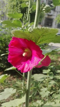 蜀葵