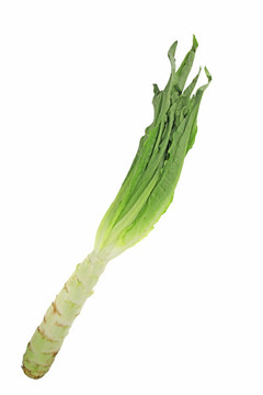 萵筍